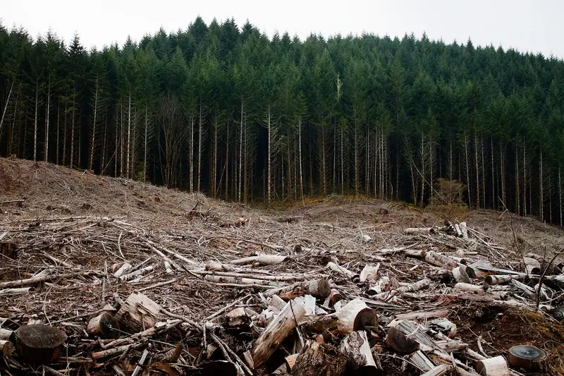 Encosta com área de floresta desmatada por corte raso, com tocos e troncos no chão